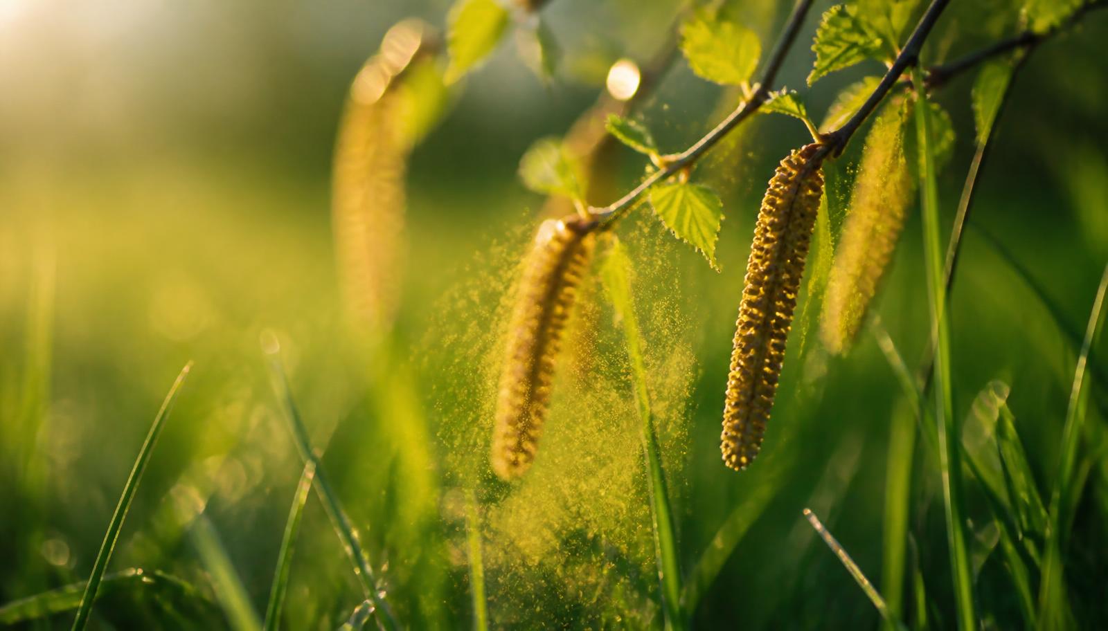 Luftreiniger gegen Pollen & Heuschnupfen Pollen & Heuschnupfen