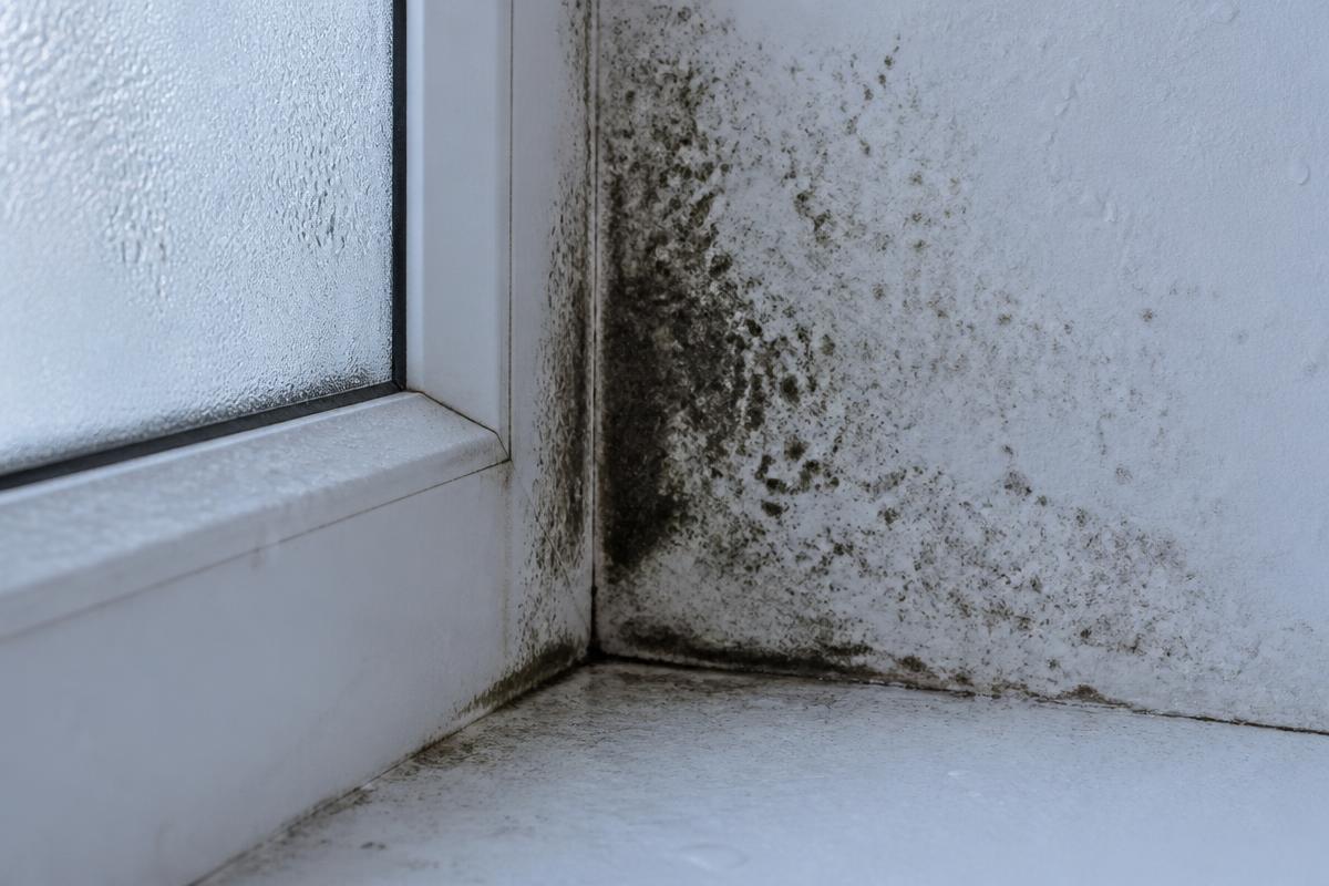 Luftreiniger gegen Schimmelsporen Schimmelsporen